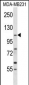 COPB1 Antibody (Center)